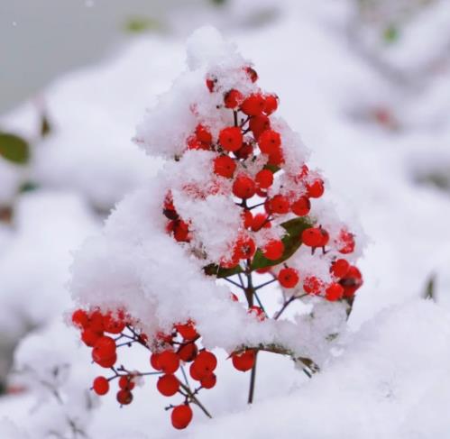 冬日雪舞，校園留痕！回憶無錫商業(yè)職業(yè)技術(shù)學(xué)院的那場雪！11.jpg