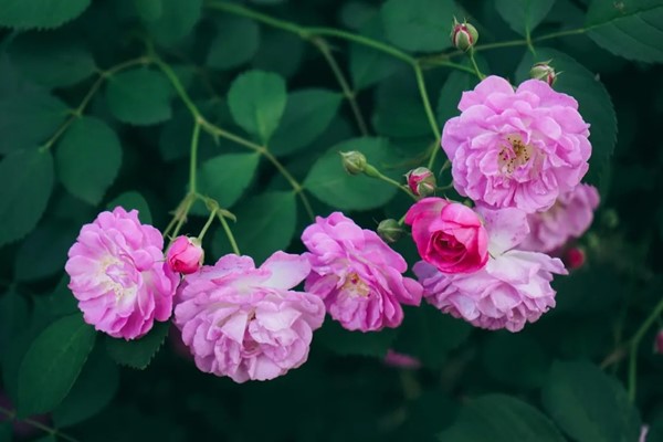 五月夏長，南醫(yī)大康達薔薇花開.webp_副本.jpg
