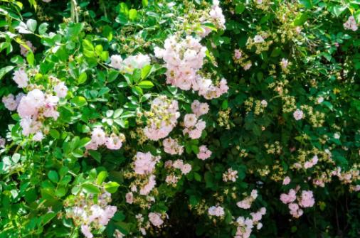 五月夏長，南醫(yī)大康達薔薇花開2.jpg