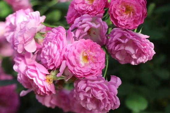五月夏長，南醫(yī)大康達薔薇花開5.webp_副本.jpg
