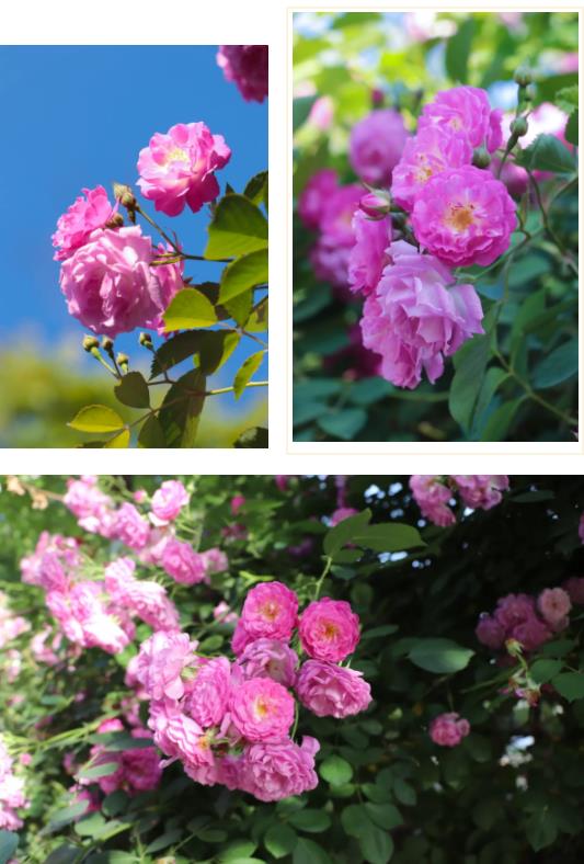 五月夏長，南醫(yī)大康達薔薇花開6.jpg