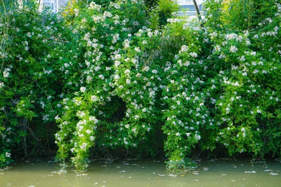 五月夏長，南醫(yī)大康達薔薇花開8.webp_副本.jpg