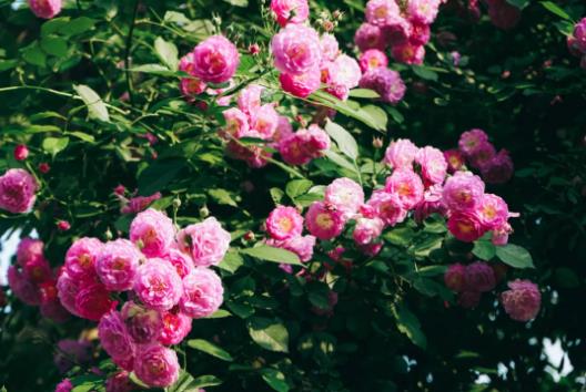五月夏長，南醫(yī)大康達薔薇花開11.jpg