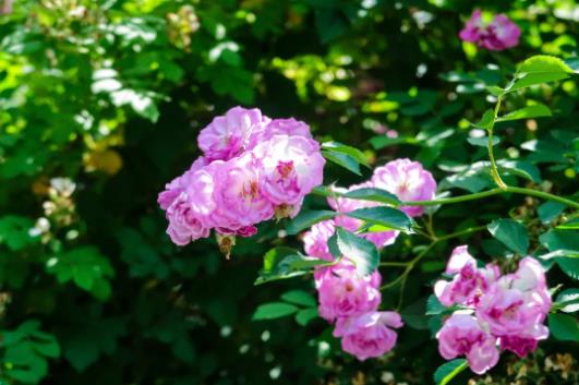 五月夏長，南醫(yī)大康達薔薇花開12.jpg