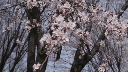 嘿！江蘇經(jīng)貿(mào)職業(yè)技術(shù)學(xué)院的春天按下了播放鍵！_副本.jpg