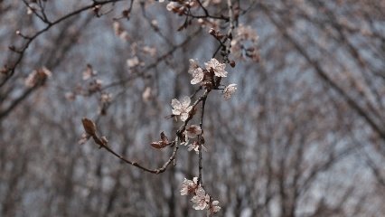 嘿！江蘇經(jīng)貿(mào)職業(yè)技術(shù)學(xué)院的春天按下了播放鍵！4_副本.jpg