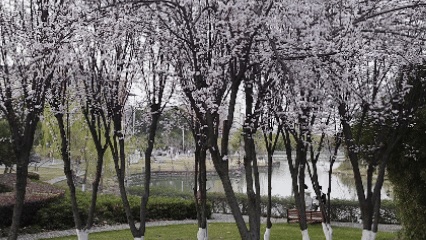 嘿！江蘇經(jīng)貿(mào)職業(yè)技術(shù)學(xué)院的春天按下了播放鍵！5_副本.jpg