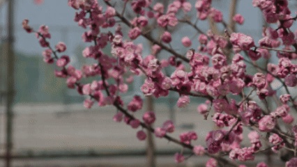 嘿！江蘇經(jīng)貿(mào)職業(yè)技術(shù)學(xué)院的春天按下了播放鍵！6_副本.jpg