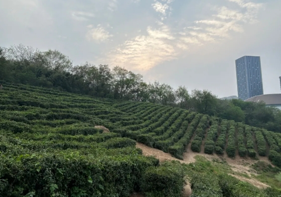 東南大學(xué)成賢學(xué)院校園打卡，看你更pick哪種！6.png
