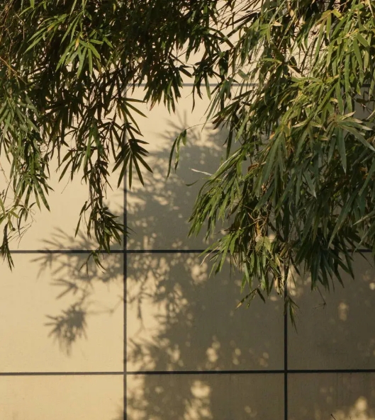 東南大學(xué)成賢學(xué)院校園打卡，看你更pick哪種！16.png