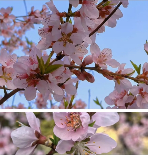 成賢進(jìn)入“花花世界”2.png