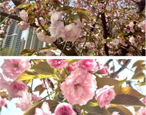 成賢進(jìn)入“花花世界”3.png