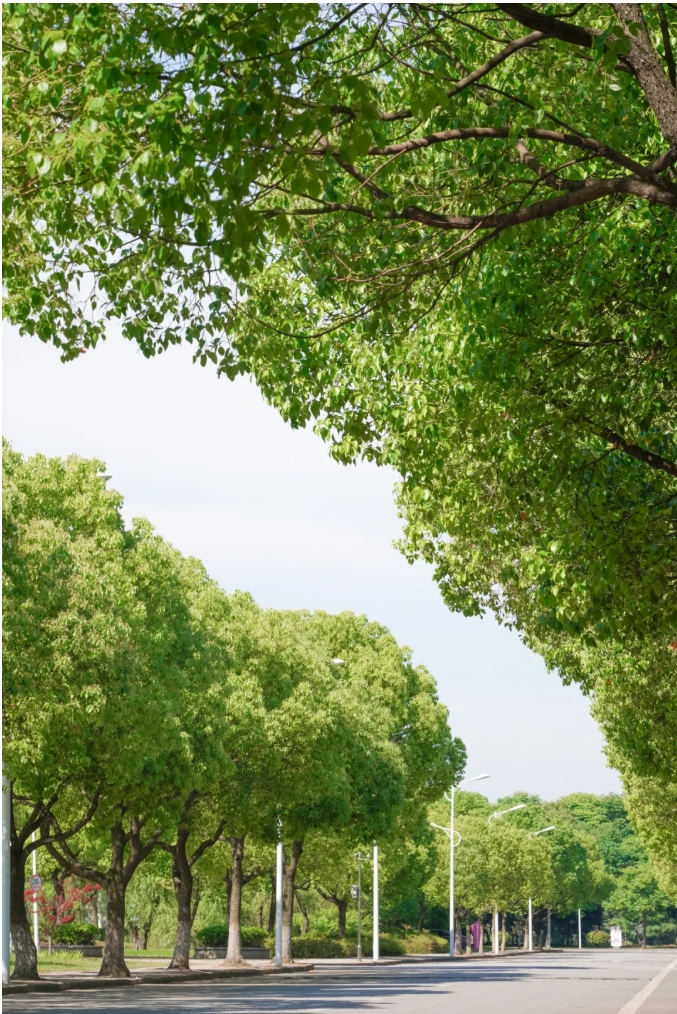 夏日商院，每一步都算“樹(shù)”！.png