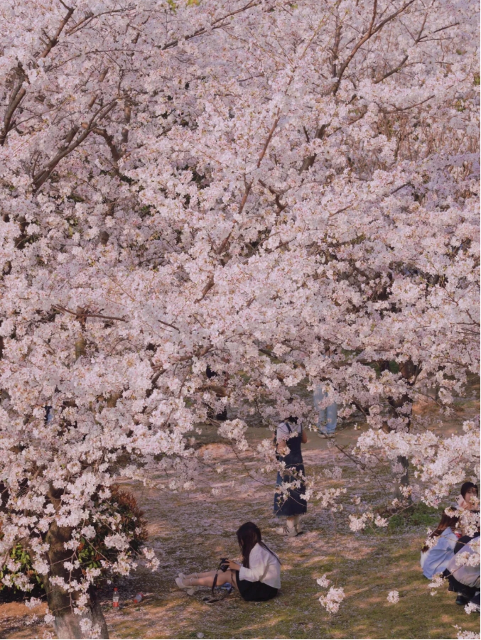 夏日商院，每一步都算“樹(shù)”！4.png