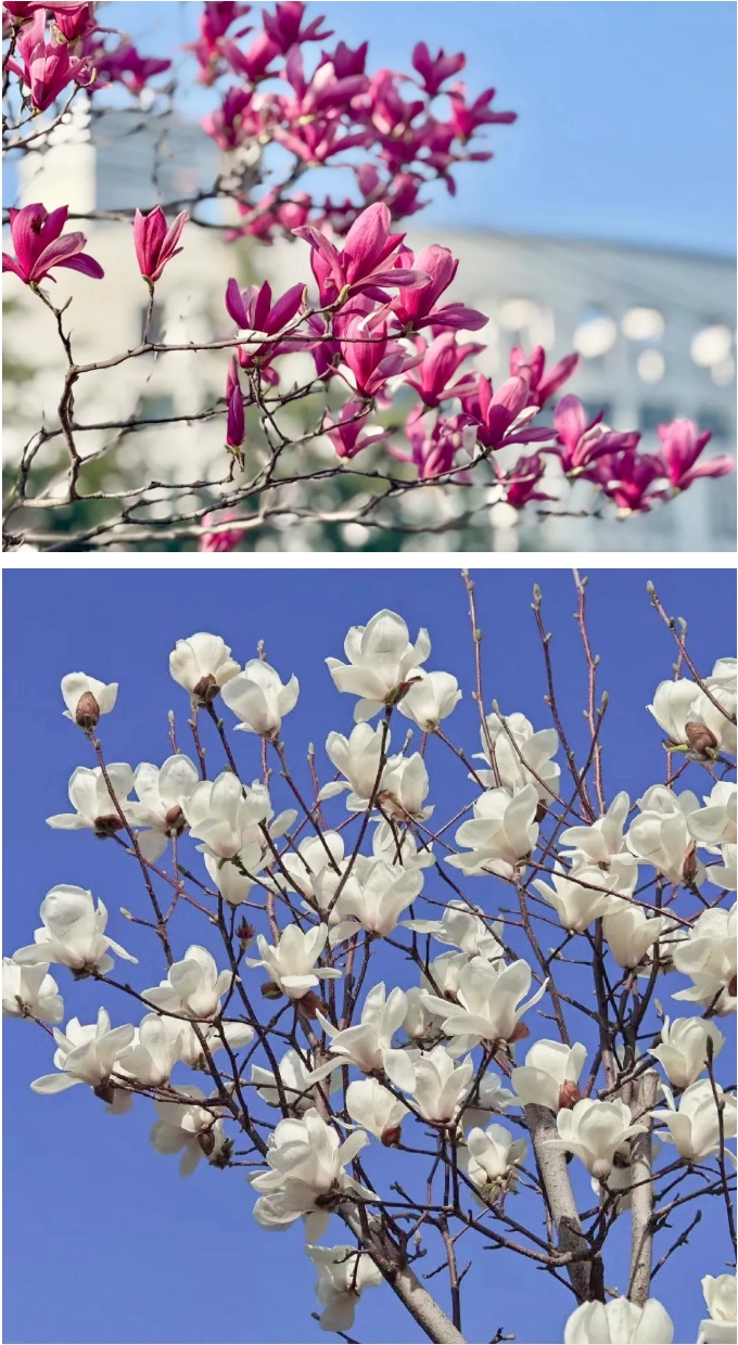 夏日商院，每一步都算“樹(shù)”！5.png