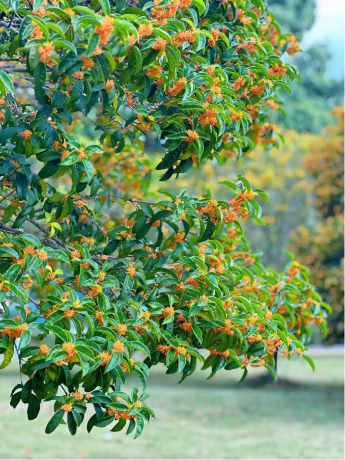 夏日商院，每一步都算“樹(shù)”！6.png