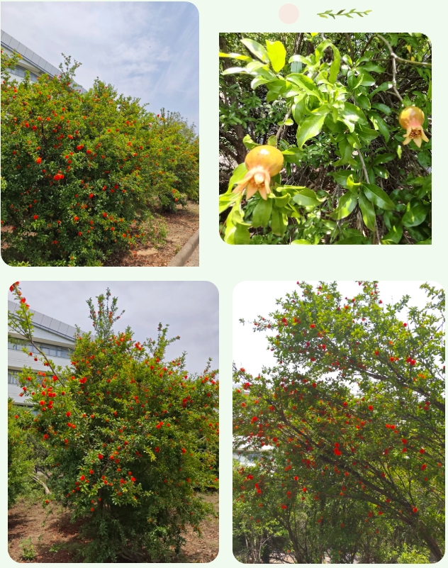 在常信邂逅那一抹初夏的溫柔8.png