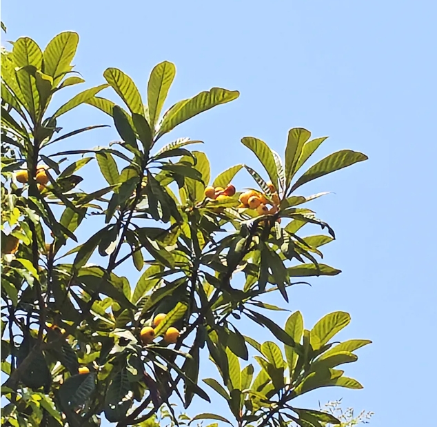 在常信邂逅那一抹初夏的溫柔12.png