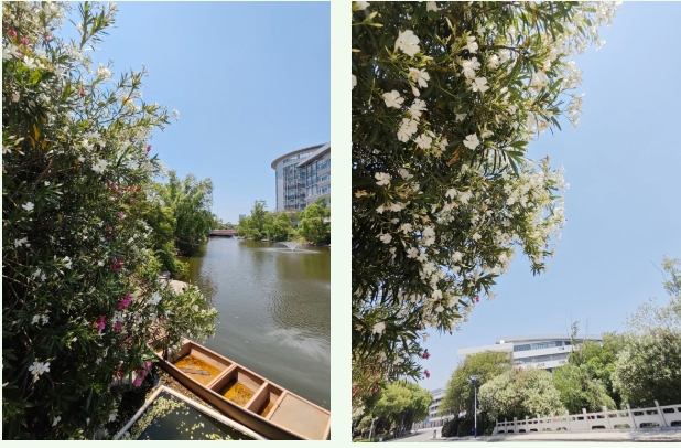 在常信邂逅那一抹初夏的溫柔15.png