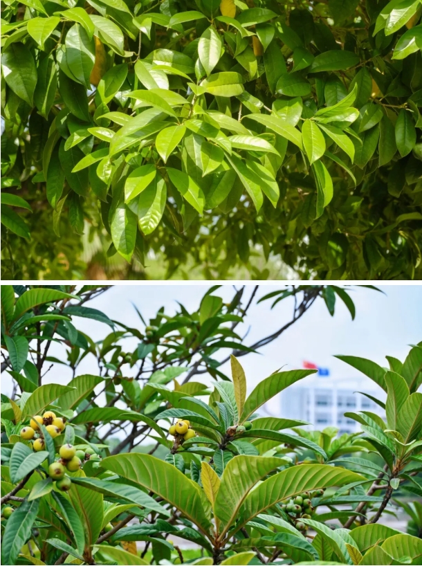 常州工程職業(yè)技術(shù)學(xué)院光影校園！ 邂逅“夏”一站美好5.png